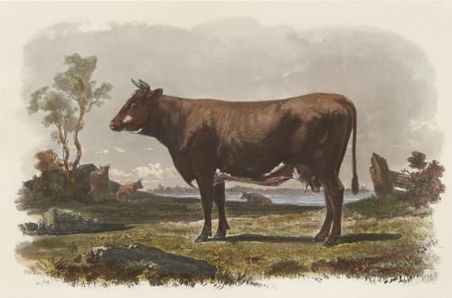 Vache Flamande Tournachon, Adrien  (French, 1820-1910)