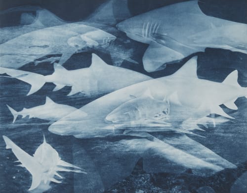 Tiger-Lemon-Reef Shark Multiple, Bahamas Macintyre, Allan  (American, b.b. 1968)