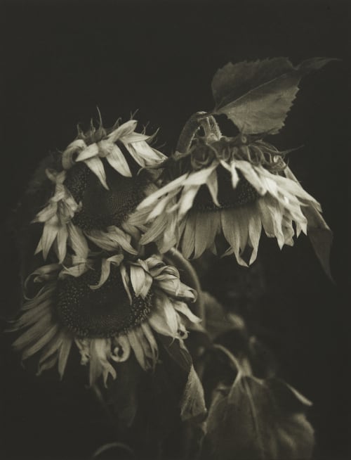 Sunflower McDermott & McGough  (American, b.b.1952, b.1958)