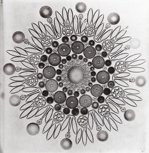Plate VII. Arranged Group of Diatoms and Spicules Unknown 