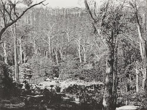Cottage et camp au milieu des forêts d’eucalyptus Unknown 