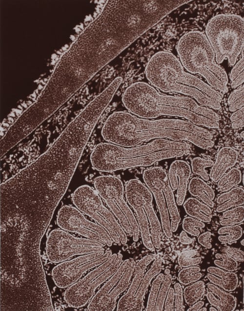 Planche VIII Bourgeon de fréne (coupe) Albin-Guillot, Laure  (French, 1892-1962)