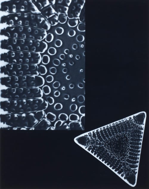 Planche IX Diatomée Albin-Guillot, Laure  (French, 1892-1962)