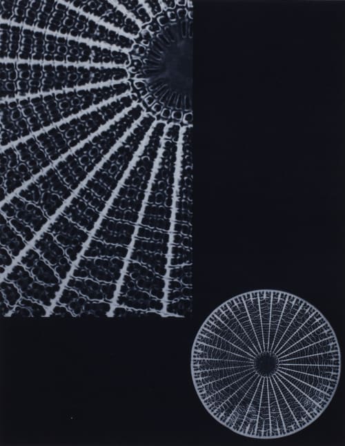 Planche XVIII Diatomée Albin-Guillot, Laure  (French, 1892-1962)