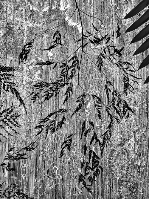 Fern #3 Morell, Abelardo  (American, b.b.1948)