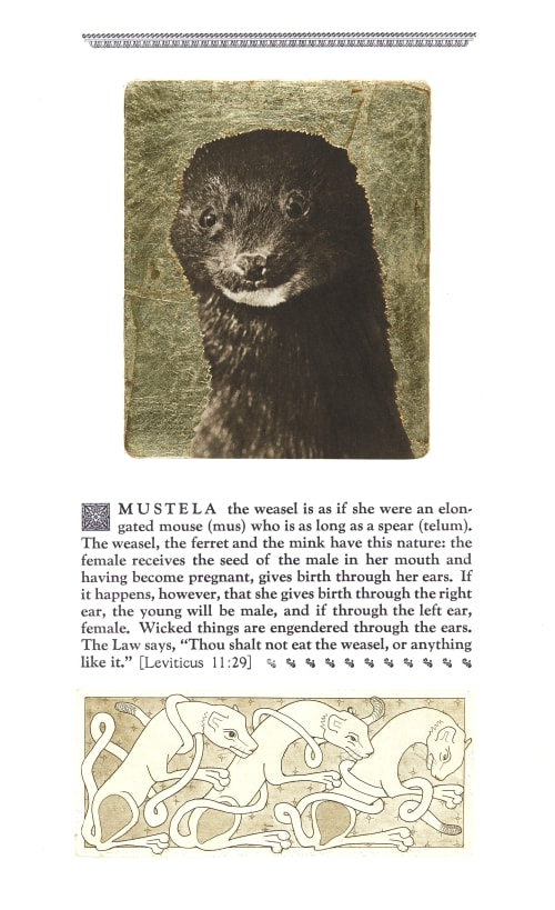 Mustela the Fisher Morrish, David  (Canadian, b.1953)