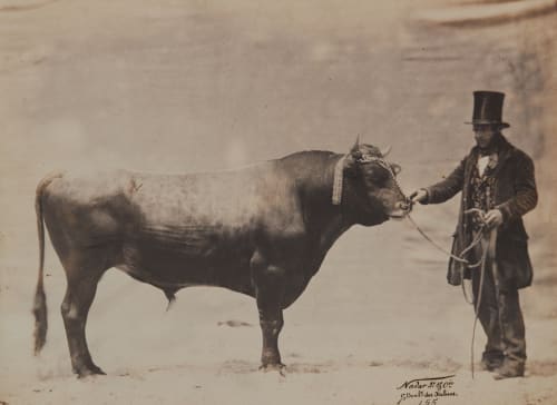 Taureau de Jersey Tournachon, Adrien  (French, 1825-1903)