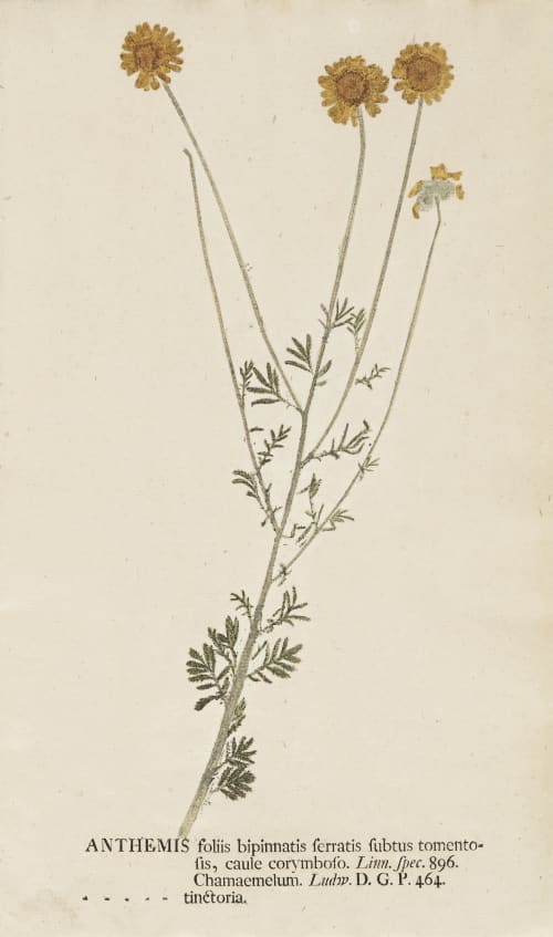 Anthemis Kniphof, Johann Hieronymous  (German, 1704-1763)