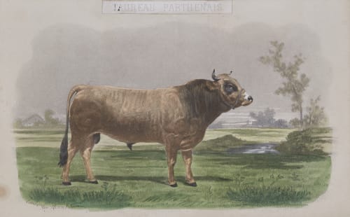 Taureau Parthenais Tournachon, Adrien  (French, 1825-1903)