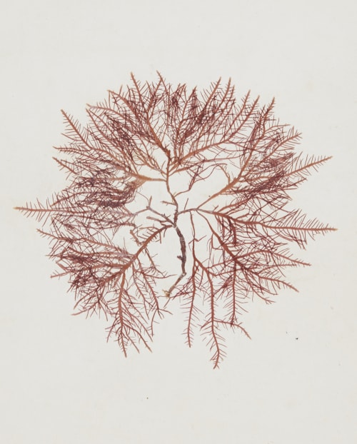Unique nature print from the collection of Charles Négre Unknown 