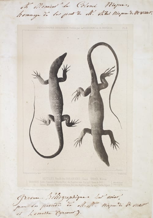 Reptiles. Famille des Varaniens, Genre Varan Merre Bisson, Louis-Auguste  (French, 1814-1876)Bisson, Auguste-Rosalie  (French, 1826-1900)