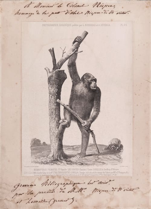 PL. XIII Mammiferes Primates; Gorilla Gina Bisson, Louis-Auguste  (French, 1814-1876)Bisson, Auguste-Rosalie  (French, 1826-1900)