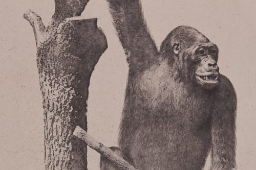 PL. XIII Mammiferes Primates; Gorilla Gina Bisson, Louis-Auguste  (French, 1814-1876)Bisson, Auguste-Rosalie  (French, 1826-1900)