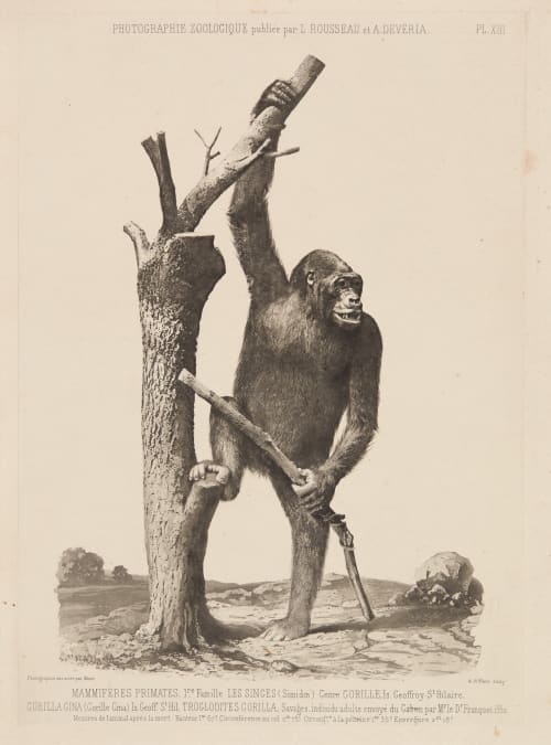 PL. XIII Mammiferes Primates Bisson, Louis-Auguste  (French, 1814-1876)Bisson, Auguste-Rosalie  (French, 1826-1900)