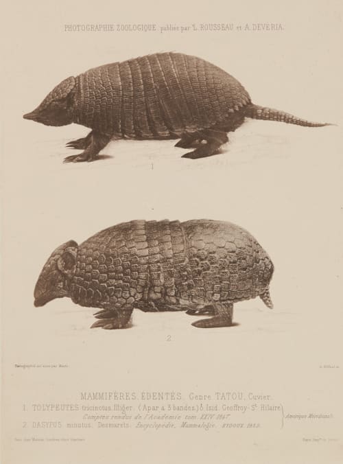 Mammiferes. Edentes. Bisson, Louis-Auguste  (French, 1814-1876)Bisson, Auguste-Rosalie  (French, 1826-1900)