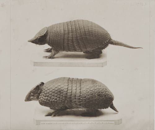 Pl. I Bisson, Louis-Auguste  (French, 1814-1876)Bisson, Auguste-Rosalie  (French, 1826-1900)