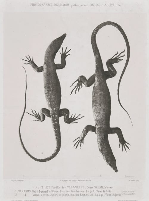 Reptiles. Famille des Varaniens. Bisson, Louis-Auguste  (French, 1814-1876)Bisson, Auguste-Rosalie   (French, 1826-1900)