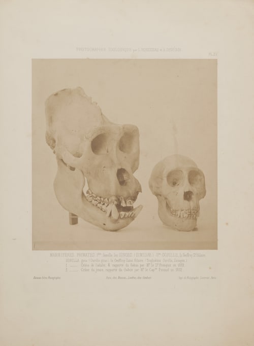 PL. XV Mammiferes Primates Bisson, Louis-Auguste  (French, 1814-1876)Bisson, Auguste-Rosalie  (French, 1826-1900)