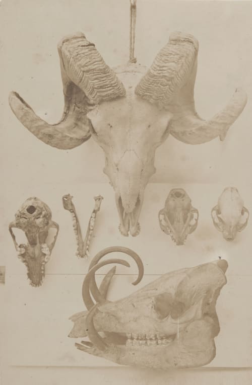 Skulls Bisson, Louis-Auguste  (French, 1814-1876)Bisson, Auguste-Rosalie  (French, 1826-1900)