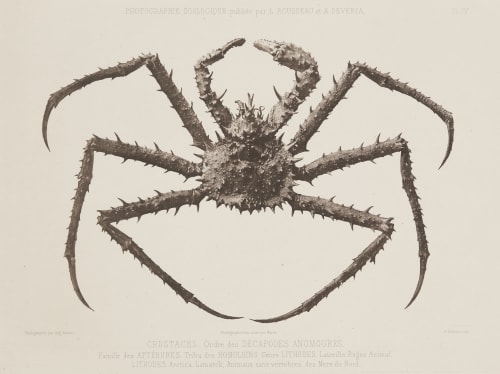 Crustaces Bisson, Louis-Auguste  (French, 1814-1876)Bisson, Auguste-Rosalie  (French, 1826-1900)