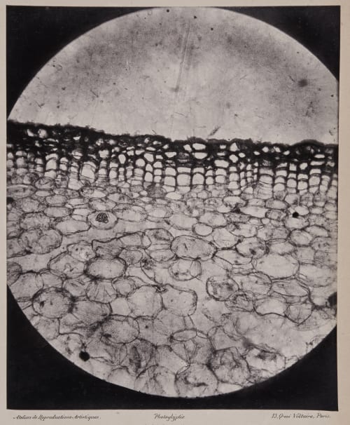 Phot XVIII Asphodelus Europaeus (Tubercule) Olivier, Louis Pierre Frédéric  (1854-1910)
