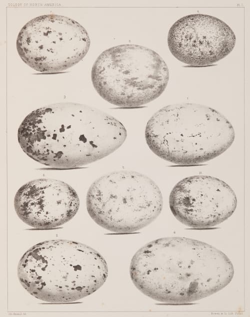 Plate I Bradford, Lodowick  (American, 1820-1885)