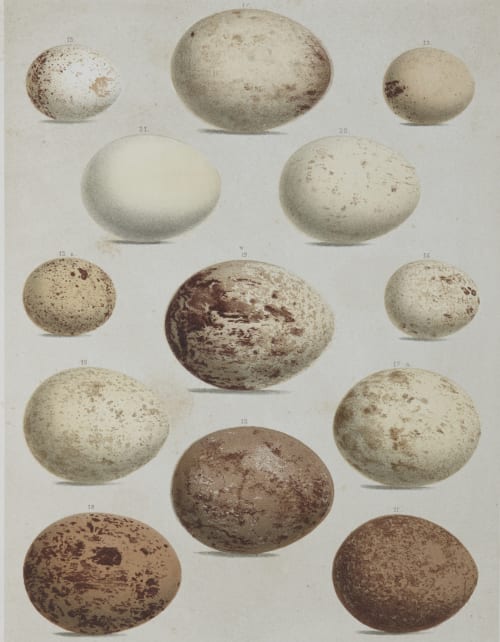 Plate II Bradford, Lodowick  (American, 1820-1885)
