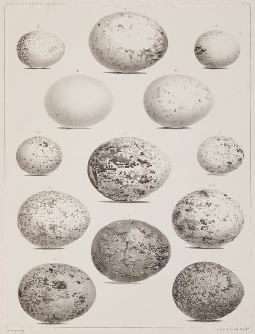 Plate II Bradford, Lodowick  (American, 1820-1885)