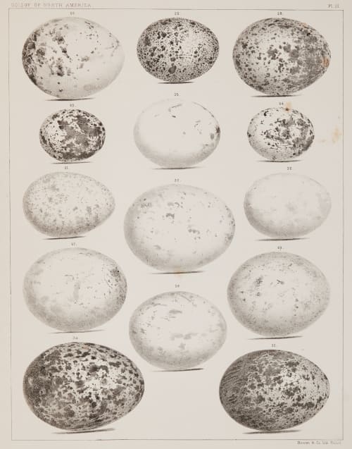 Plate III Bradford, Lodowick  (American, 1820-1885)