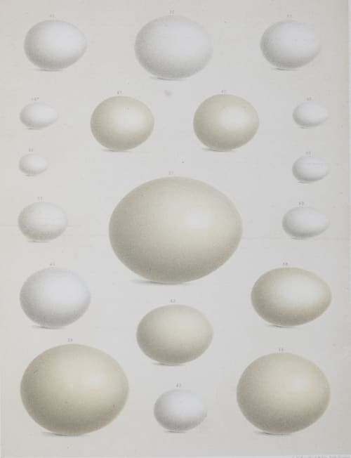 Plate IV Bradford, Lodowick  (American, 1820-1885)