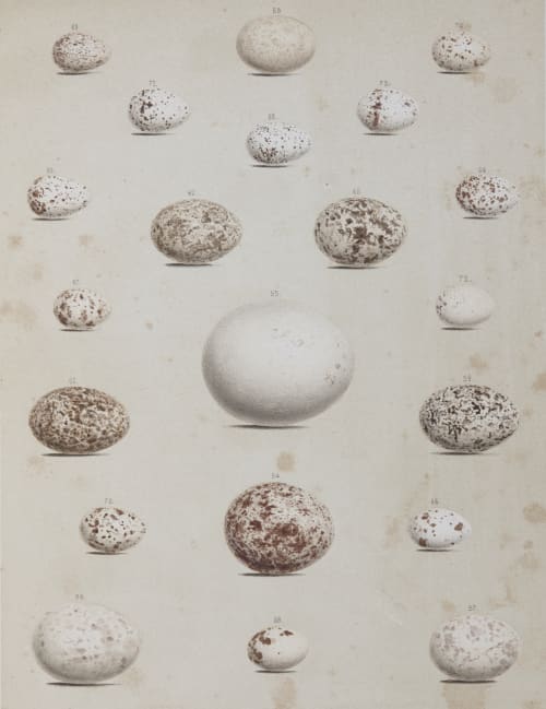 Plate V Bradford, Lodowick  (American, 1820-1885)