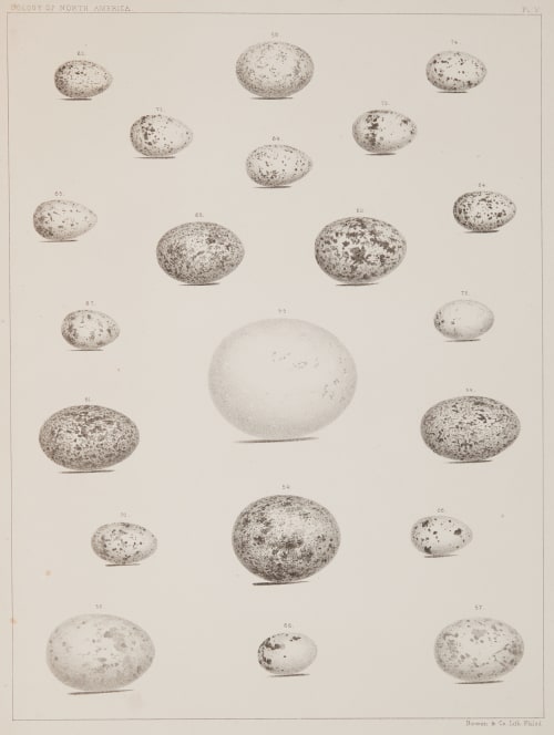 Plate V Bradford, Lodowick  (American, 1820-1885)