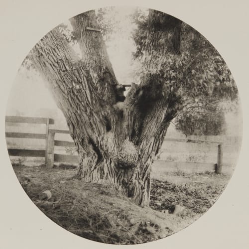From “Under the Willows” Stillman, W. J.  (American, 1821-1901)
