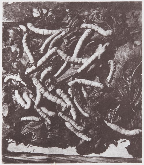 Vers Très Corpusculeux, Très Ingéaux Lackerbauer, Pierre  (French, 1823-1872)