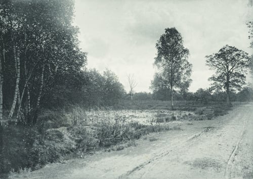 Crépuscule en Foret Ribes-Christofle, F. de  (French)