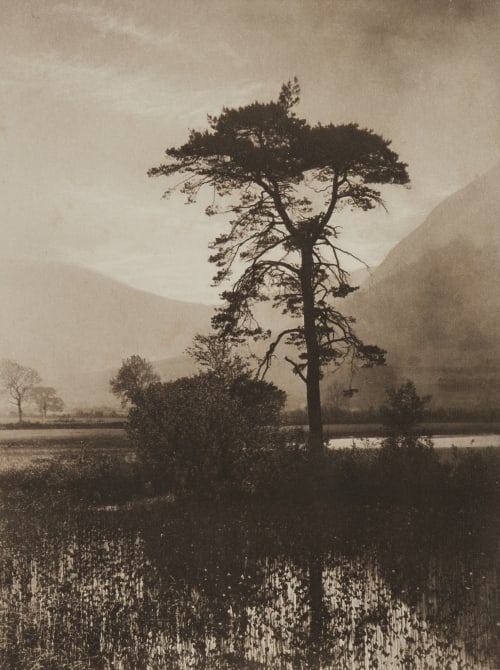 “Out of a the Marsh, a Fir Tree Grew” Tolley, Harry  (British)