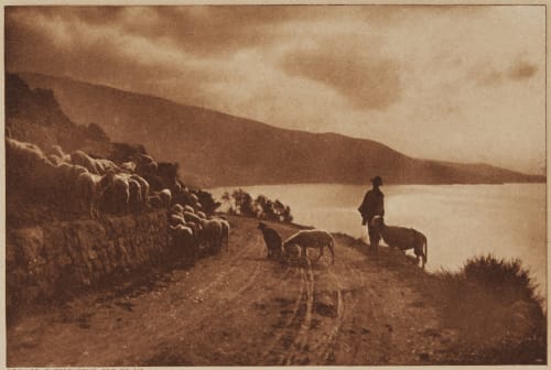 Sheep Study Near Bordyhesa Her Grace the Dtchess of Sermoneta 