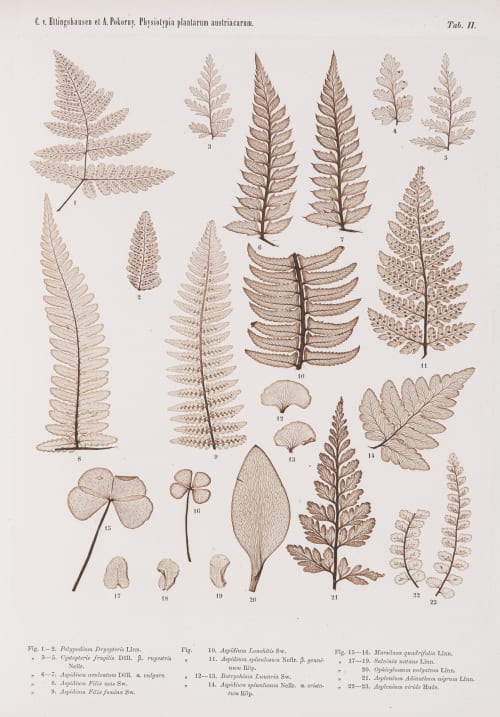 Tab. II Auer, Alois  (Austrian, 1813-1869)