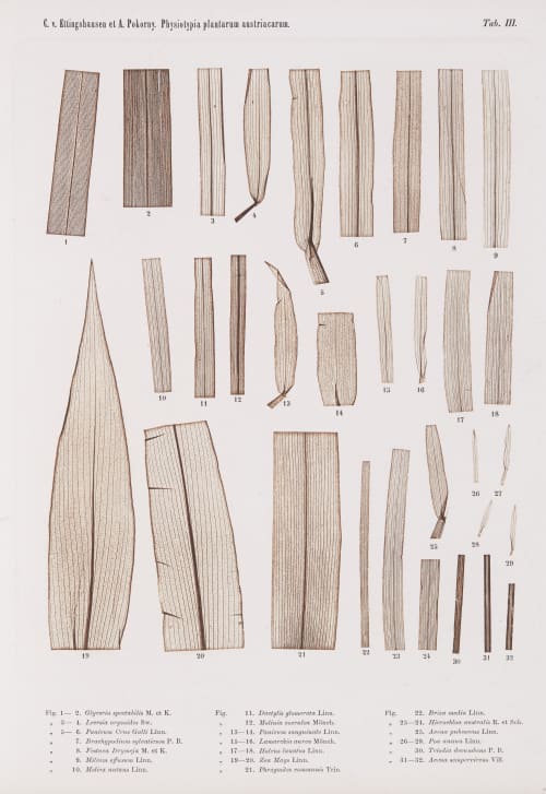 Tab. III Auer, Alois  (Austrian, 1813-1869)