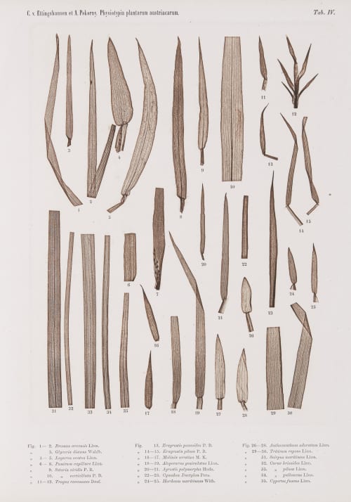 Tab. IV Auer, Alois  (Austrian, 1813-1869)