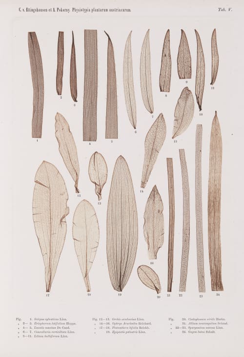 Tab. V Auer, Alois  (Austrian, 1813-1869)