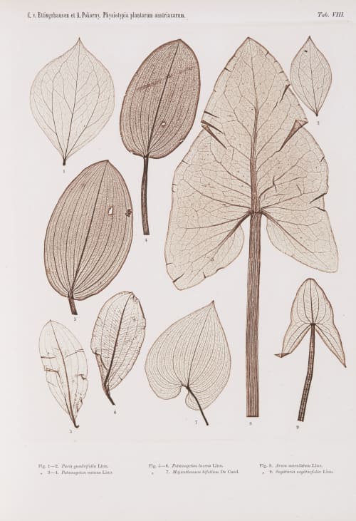 Tab. VIII Auer, Alois  (Austrian, 1813-1869)