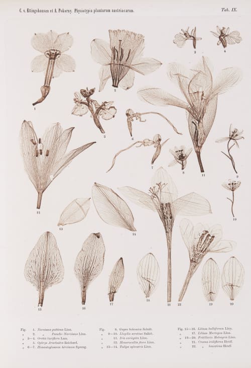 Tab. IX Auer, Alois  (Austrian, 1813-1869)