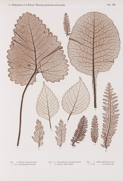 Tab. XII Auer, Alois  (Austrian, 1813-1869)