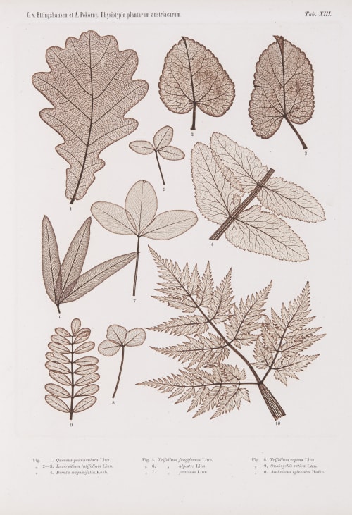 Tab. XIII Auer, Alois  (Austrian, 1813-1869)