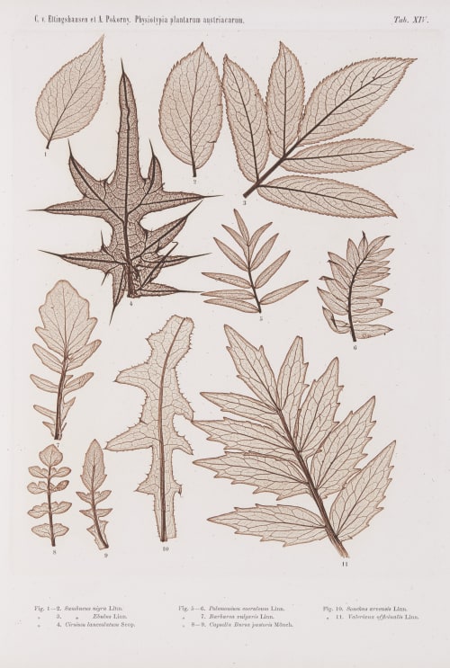 Tab. XIV Auer, Alois  (Austrian, 1813-1869)