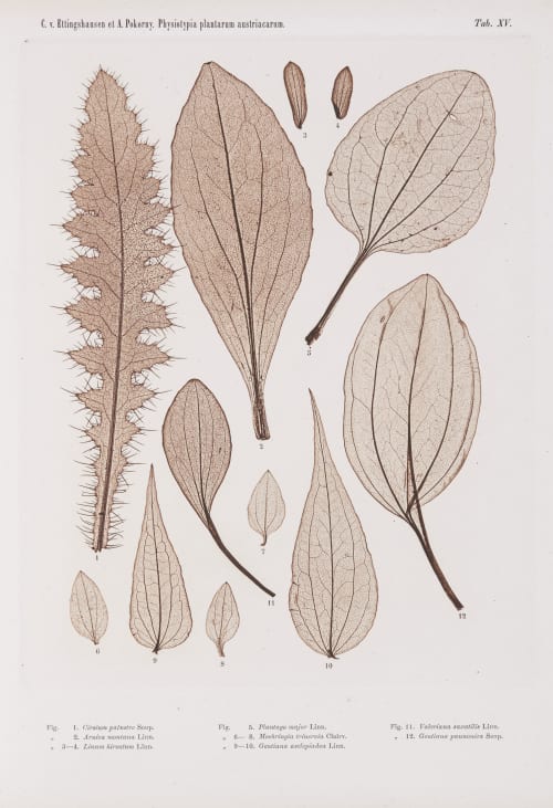 Tab. XV Auer, Alois  (Austrian, 1813-1869)