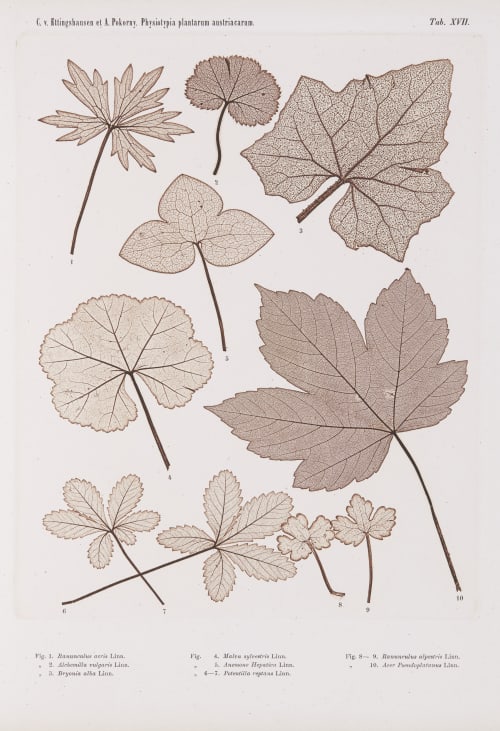 Tab. XVII Auer, Alois  (Austrian, 1813-1869)