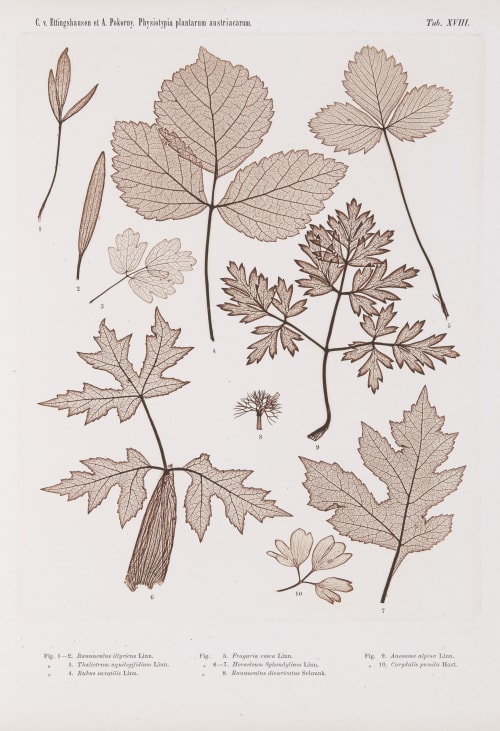 Tab. XVIII Auer, Alois  (Austrian, 1813-1869)