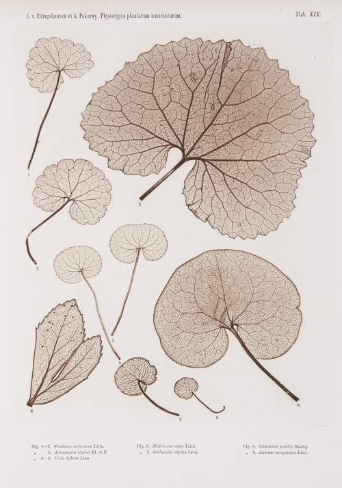 Tab. XIX Auer, Alois  (Austrian, 1813-1869)